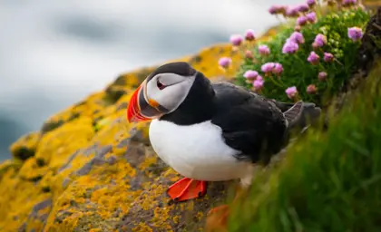 A puffin resting on a cliffside in Iceland, surrounded by yellow lichen and purple flowers, during the Journey Around Iceland tour.