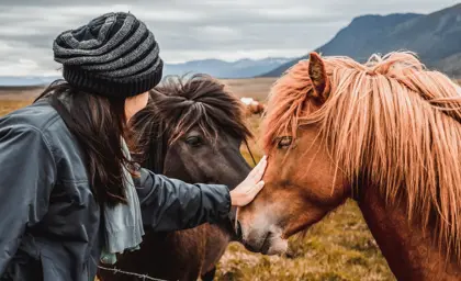 Tourist woman petting two friendly Icelandic horses, one chestnut and one black, in a scenic rural setting with mountains and cloudy skies