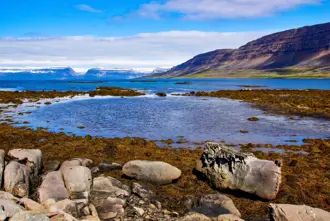 Seal Colonie In Skotufjordur West Iceland Medium1600x1067