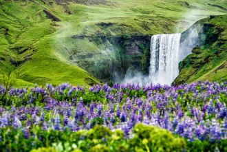 Skógafoss waterfall with lupine flowers in the foreground, showcasing Iceland’s vibrant landscapes during a scenic tour.