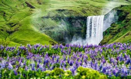 Skógafoss waterfall with lupine flowers in the foreground, showcasing Iceland’s vibrant landscapes during a scenic tour.