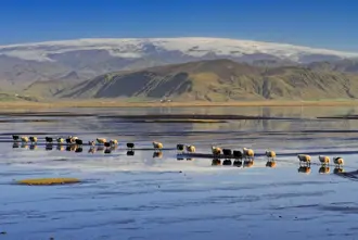 Sheep Walking Over Black Sand In Iceland With Mountain Range In Background Large