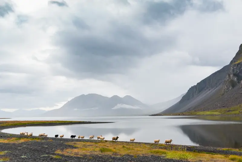 Sheep walking along the shoreline of a serene lake in the East Fjords, Iceland, with towering mountains and misty clouds in the background.