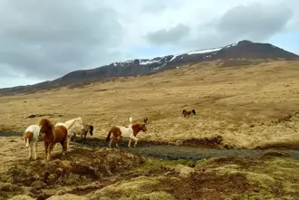 Horses In Iceland On Golden Circle Large
