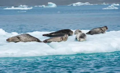 Group of seals resting on floating ice at Jökulsárlón Glacier Lagoon, surrounded by blue glacial waters in Iceland.