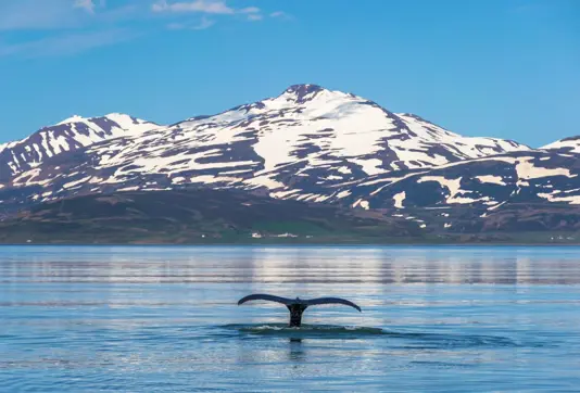 Whale Spotting Near Reykjavik Iceland Large