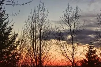 Midnight Sun in Iceland behind trees in Reykjavík.