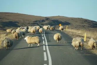 Sheep On Road Iceland Large