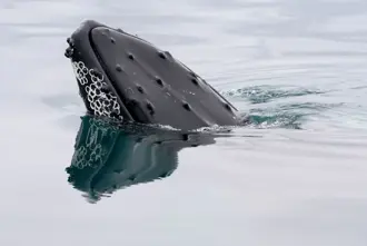 Whale Popping Its Head Up During Whale Watching In Iceland Large