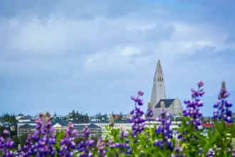 Hallgrimskirkja Seen In Distance Behind Purple Lupines Large