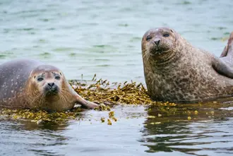 Two Seals Near Hvitserkur Vatnsnes Peninsula Iceland Medium1600x1067