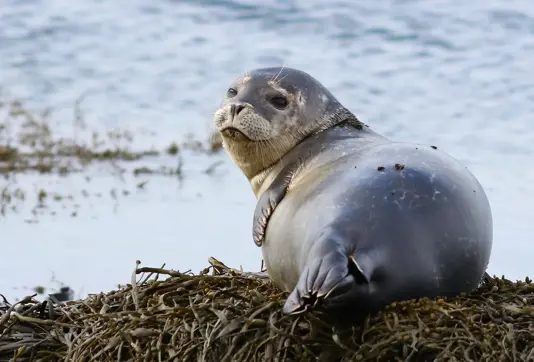 Seal Shore Iceland Medium1600x1100 (1)