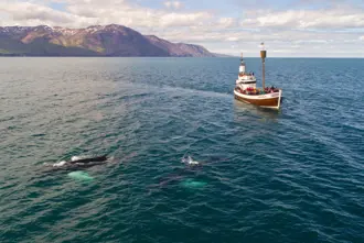 Whale Watching Tour Boat In Iceland With Whales Swimming Around Large