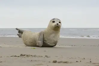 Baby Seal Beach Iceland Large2400x845