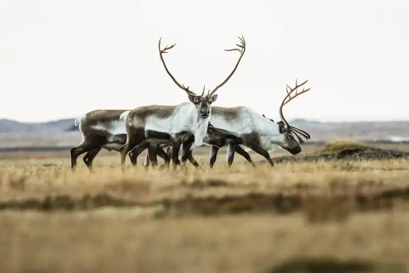 Reindeer East Iceland Large1920x2400