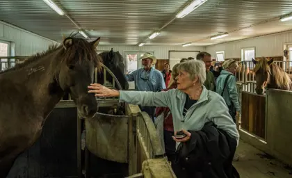 Friðheimar farm visited by guests to pet the horses.