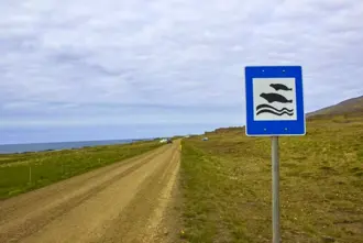 Seal Sign Vatnsnes Penisula Iceland Medium1600x1067