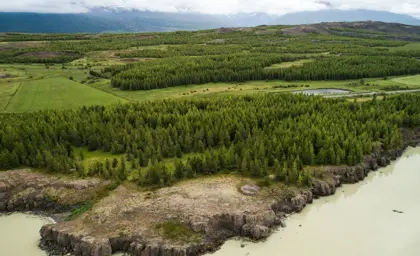 Aerial view of the lush green forest along Lagarfljót river near Egilsstaðir, East Iceland, with rolling hills and tranquil waters, showcasing the natural beauty of Iceland.