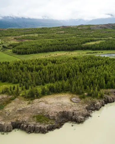 Aerial view of the lush green forest along Lagarfljót river near Egilsstaðir, East Iceland, with rolling hills and tranquil waters, showcasing the natural beauty of Iceland.