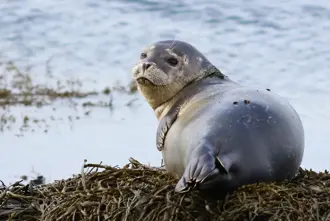 Seal Shore Iceland Medium1600x1100